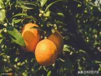 泉山区攀登调味品商行