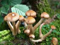 泉山区攀登调味品商行